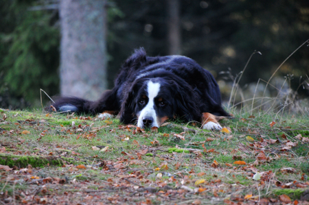Ferienhaus Schwarzwald Hunde erlaubt